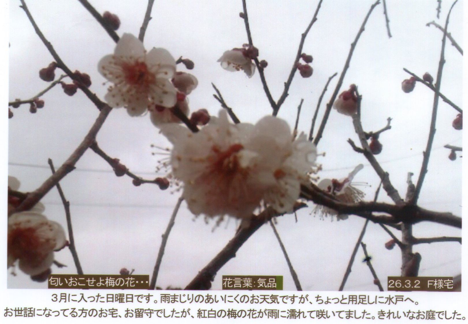 0302梅の花