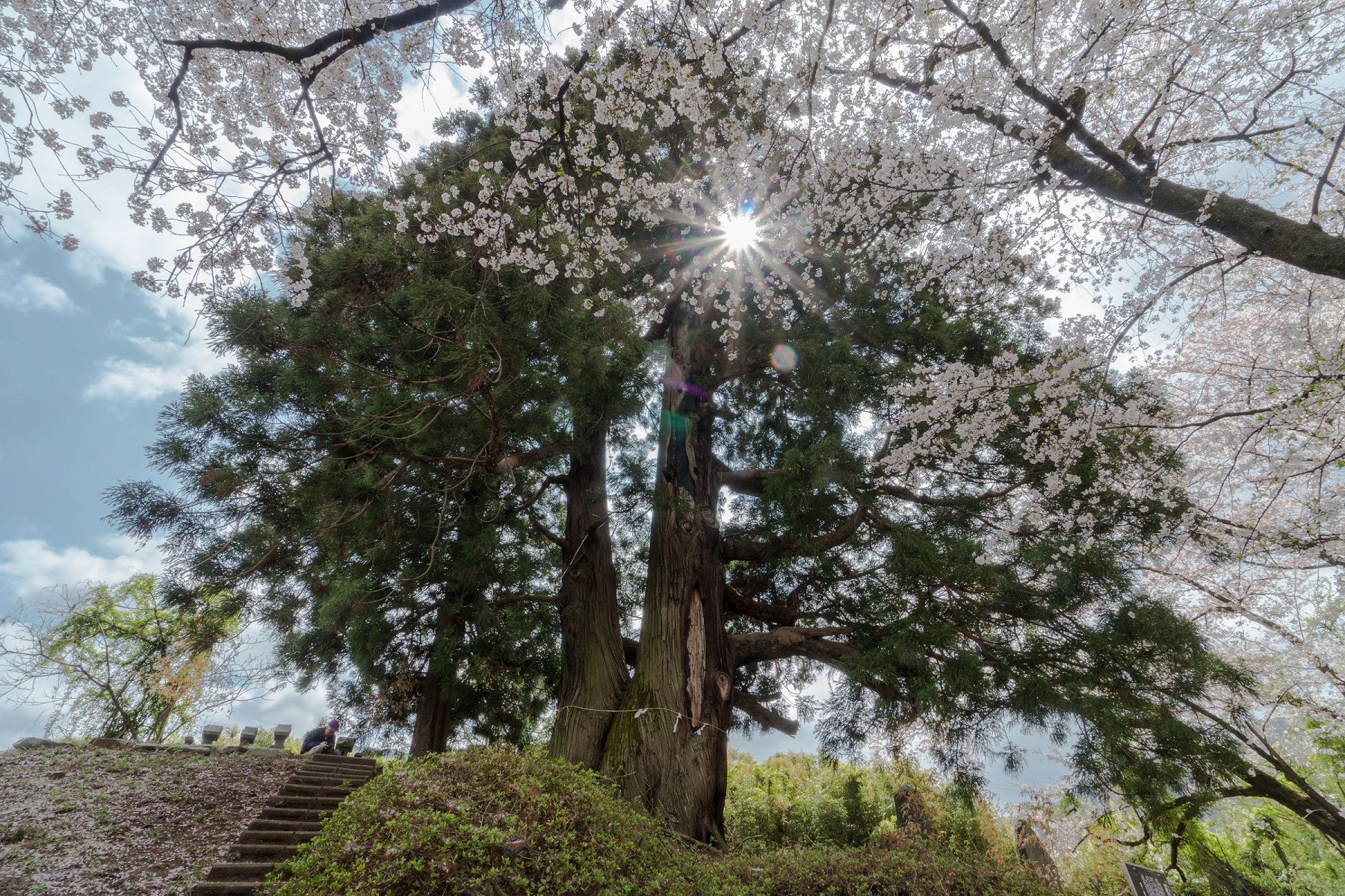 花鳥山一本杉と桜KY