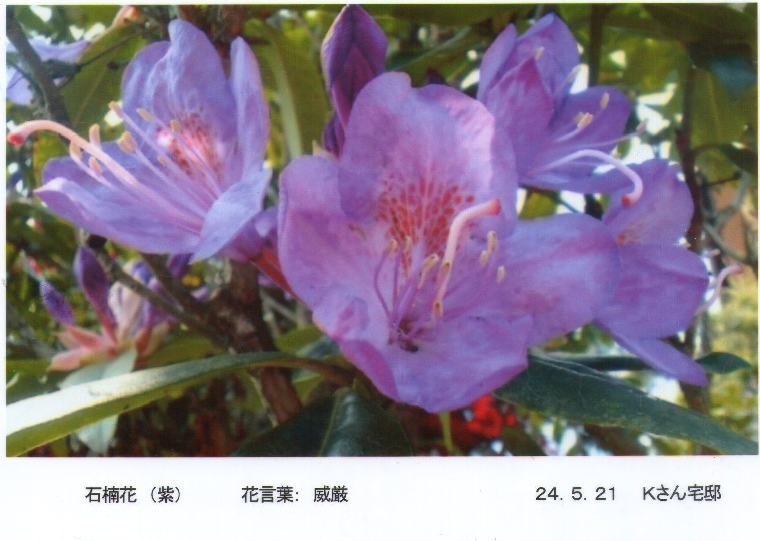 0521石楠花（紫）