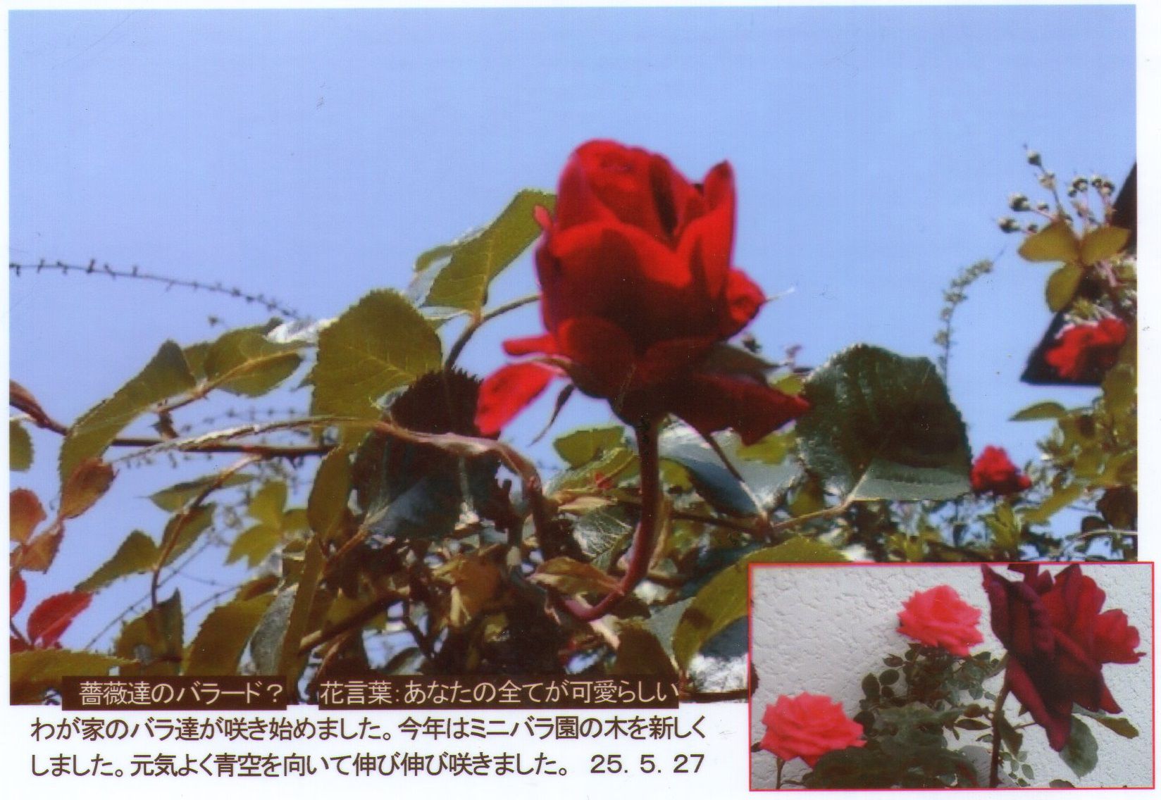 0527薔薇達のバラード