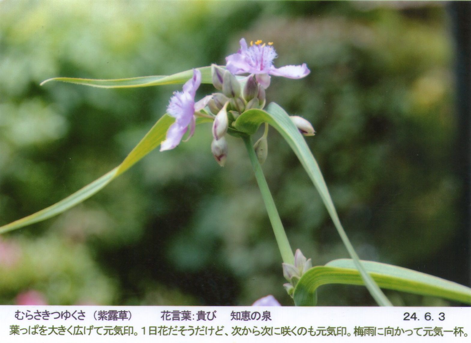 0603紫露草